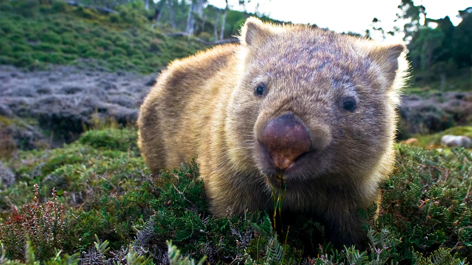 A close up of a wombat. (Credit: Getty Images)