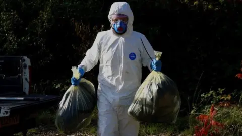 BBC/Tim Nicholson Dead birds being collected