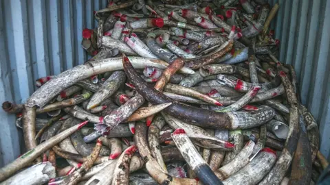 Getty Images Seized ivory in Malaysia