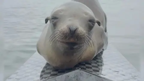 Sea lion on row boat