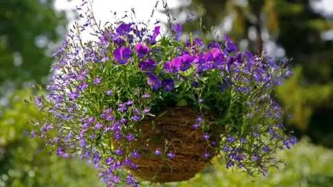 A stock picture of a hanging basket filled with flowers in the sunshine.