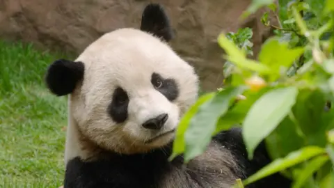 A panda is looking directly at the camera