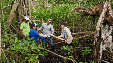 Apple Colombia mangroves