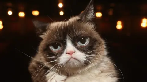 Getty Images Grumpy Cat