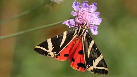 Luigi Sebastian Jersey tiger moth