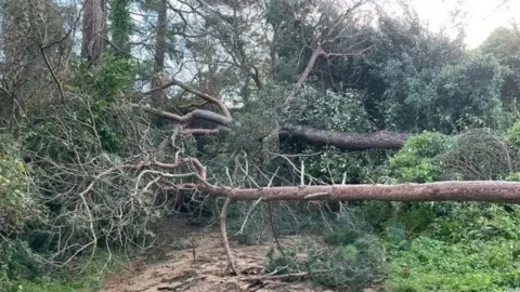 Fallen trees in Jersey