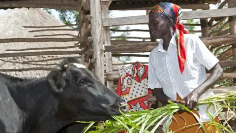 Getty Images Kenyan lady feeding her dairy cow with elephant grass