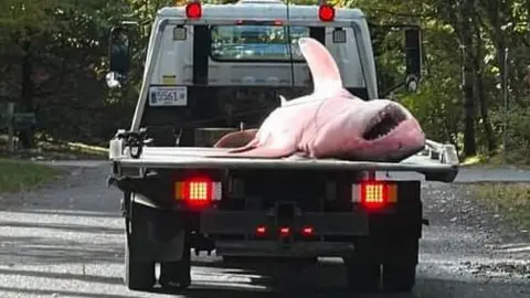 Bloodied shark lays on the bed of a tow truck with its mouth open