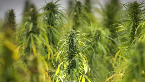 Getty Images Hemp crop ready for harvest