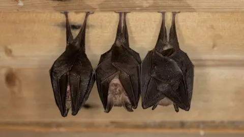 Three bats sleep while hanging upside down from a wooden joist 