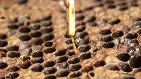 American foulbrood infected larvae forming a drawn out, viscous string during a rope test