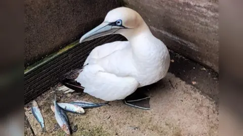 A large white gannet with blue eyes and four raw fish