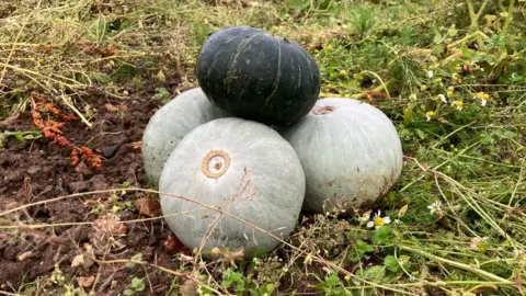 Four squashes - three grey and one green and black piled on top of each other in a field 