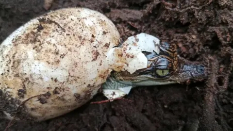 A Siamese crocodile hatchling