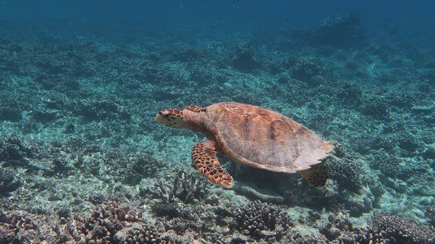 A turtle swimming over a destroyed reef