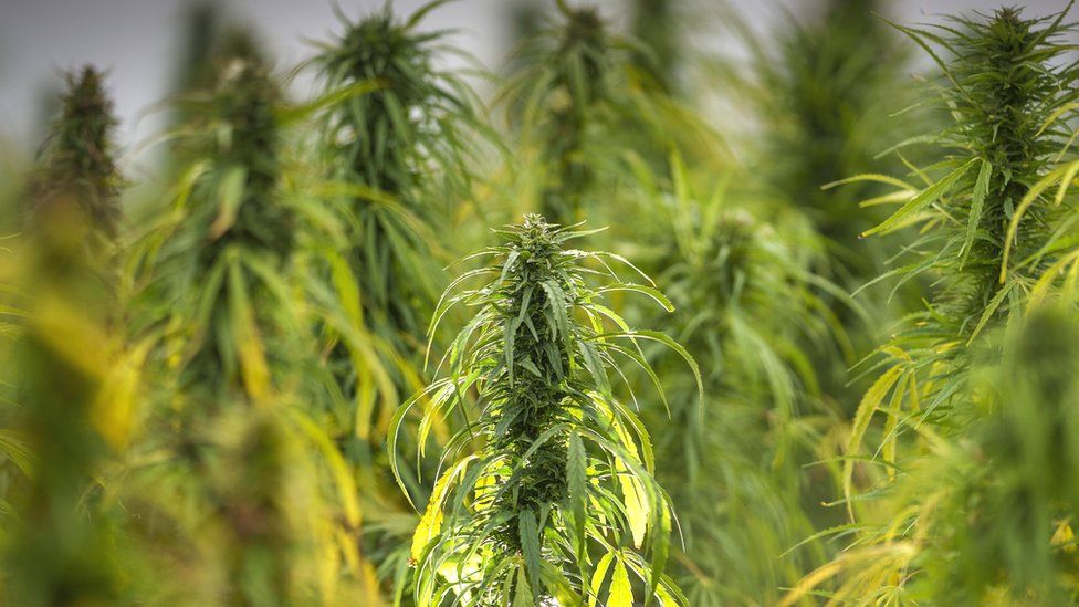 Hemp crop ready for harvest