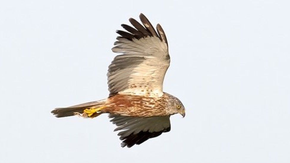 A male Marsh Harrier