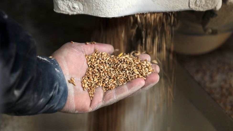 Wheat mill worker holding grains in a Gaza mill