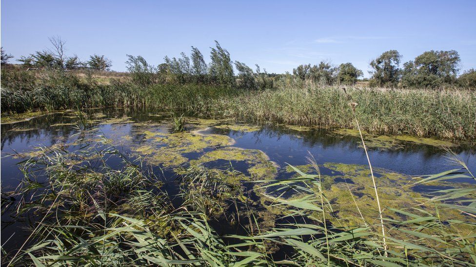 Sizewell C land in Suffolk