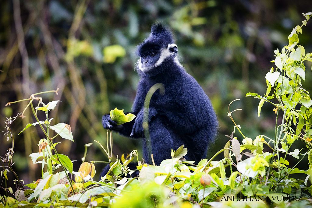 Hatinh langur