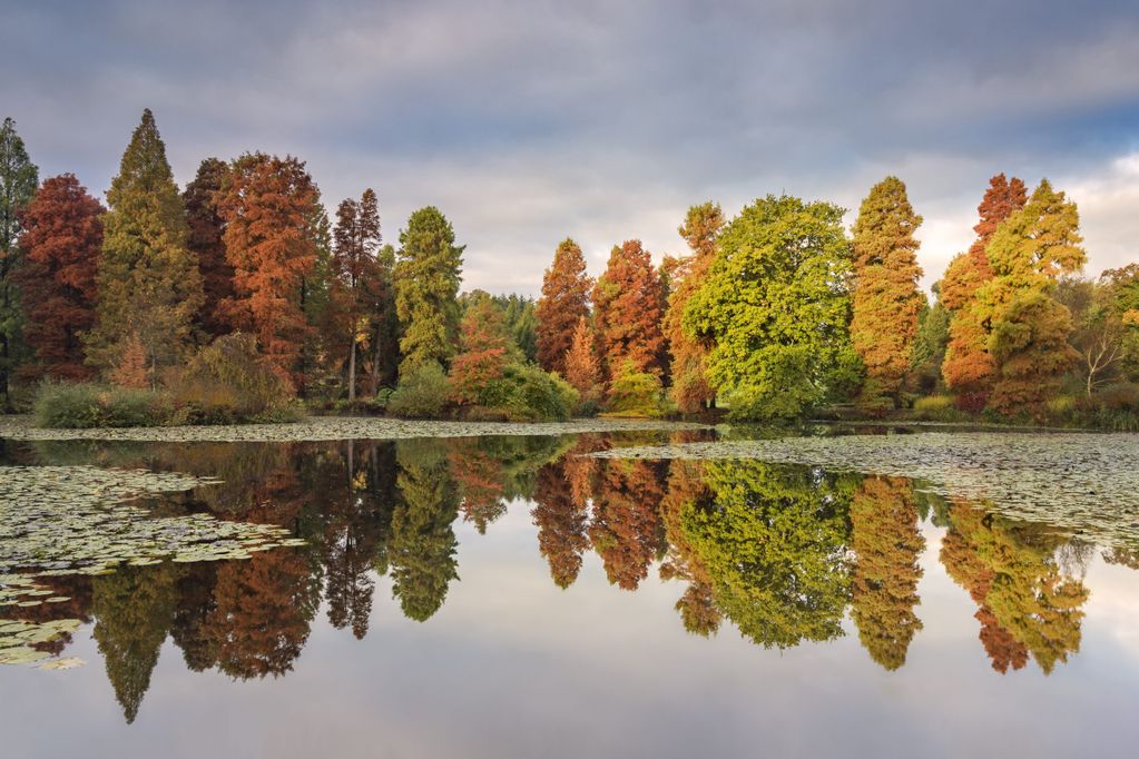 Bedgebury National Pinetum