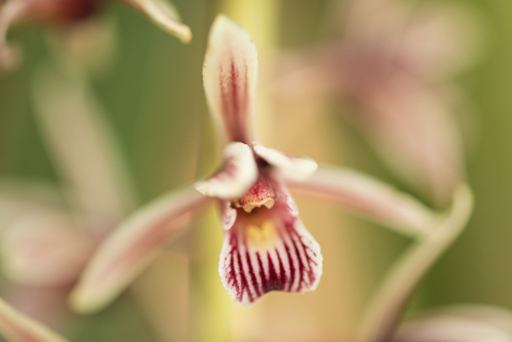 Orchid in Xishuangbanna Tropical Botanic Gardens