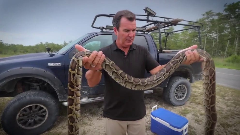 The invasive Burmese python is a serious threat to the Florida Everglades, preying on native species. Efforts are underway to remove as many as possible, as they also migrate north in search of new prey. FOX13's Mark Wilson joined expert python hunters for the Florida Python Challenge.