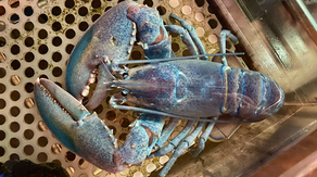 ‘1 in 100 million’: Rare ‘cotton candy’ lobster discovered off New Hampshire, Maine coast