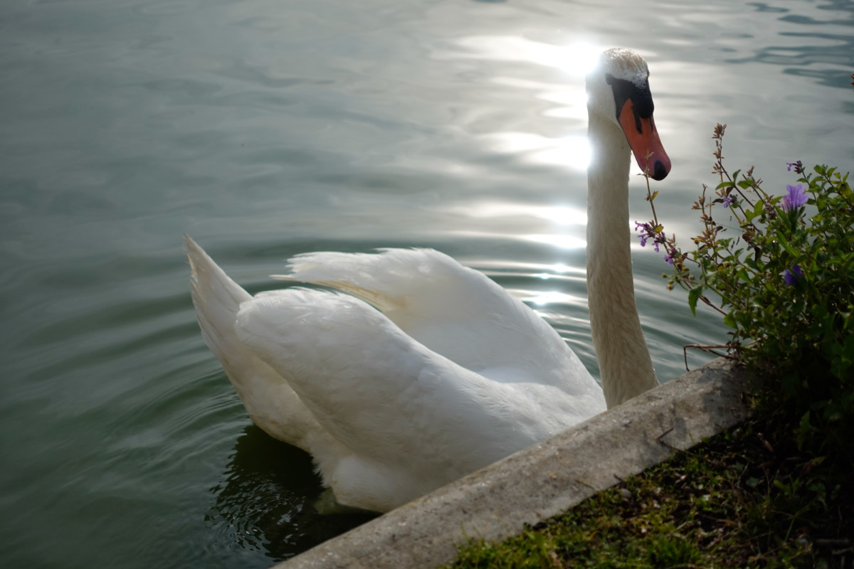 Photo prise avec le Sony ZV-1