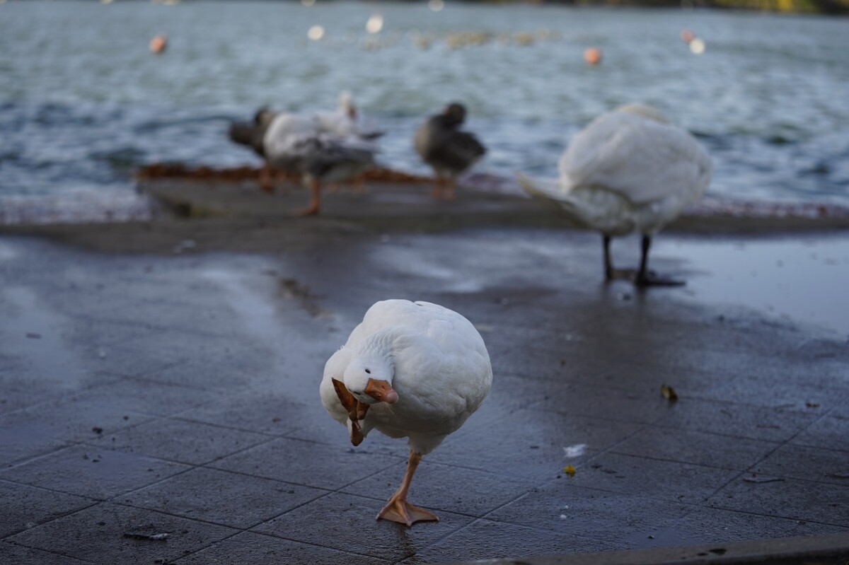 Photo prise avec le Sony A7C