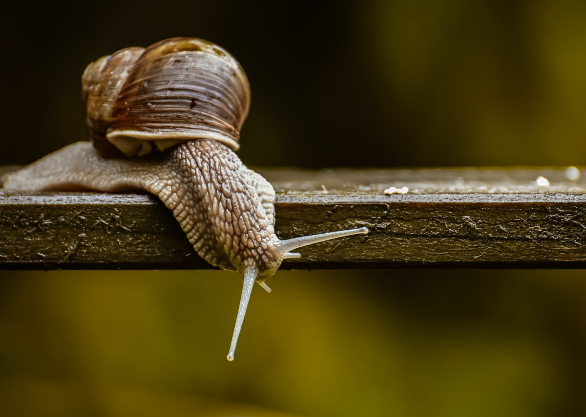 Escargot posé sur une planche