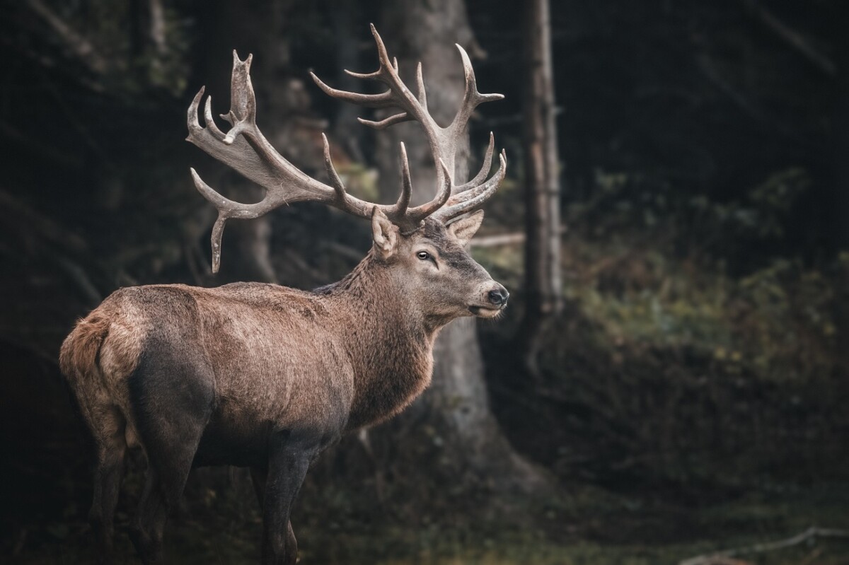 Photo de cerf prise avec un objectif 600 mm (f/6,3)