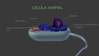 CÉLULA TIER 3d model