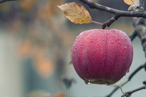 Apple On A Tree Branch (2932x2932) Resolution Wallpaper