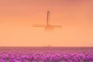 Beauty Of The Netherlands 5k (2932x2932) Resolution Wallpaper