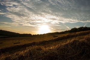 Field Grass Trees Sunlight Wallpaper