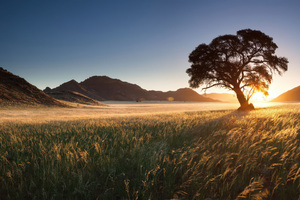 Golden Twilight Nature Evening Glow Wallpaper