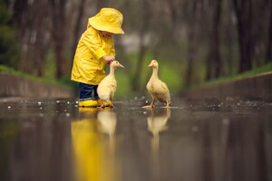 Little Boy Child Playing With Ducks (3440x1440) Resolution Wallpaper