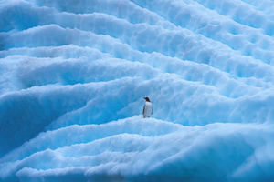 Penguin In Antarctica Wallpaper