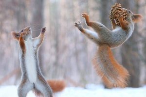 Squirrels Having Fun In Snow (3440x1440) Resolution Wallpaper