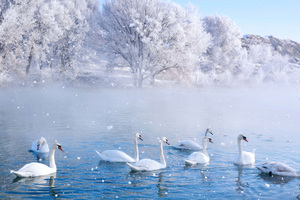 Swans In Spring Wetland Park Wallpaper