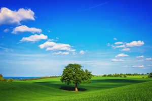 Tree Field Plain HD Wallpaper