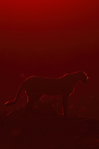 Cheetah Sunrise (240x400) Resolution Wallpaper