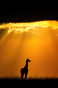 Giraffe In Masai Mara National Reserve (1080x2280) Resolution Wallpaper