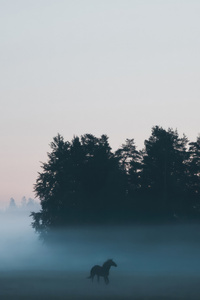 Horse In Autumn Fog (240x400) Resolution Wallpaper