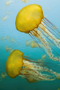 Jellyfish Off The Coast Of Carmel California (1280x2120) Resolution Wallpaper