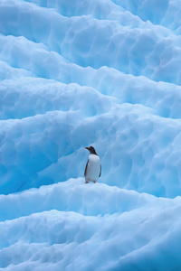 Penguin In Antarctica (1080x2280) Resolution Wallpaper