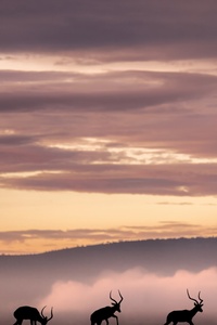 Reindeer Silhouette Grazing In The Field (1080x2280) Resolution Wallpaper