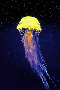 Yellow White Jellyfish (1080x2280) Resolution Wallpaper