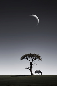 Zebra Twilight Harmony (240x400) Resolution Wallpaper